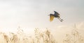 Flying heron flying over a field at sunset.