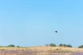 Flying heron over the steppe with blue sky