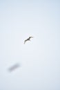 Flying heron in the sky