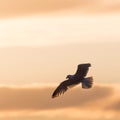 Flying Herring Gull by a colored sky Royalty Free Stock Photo