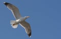 Flying herring seagull in the clear sky Royalty Free Stock Photo