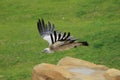 Flying himalayan vulture Royalty Free Stock Photo