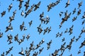 Flying homing pigeon Royalty Free Stock Photo