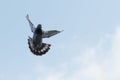 Flying homing pigeon against clear morning sky