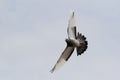 Flying homing pigeon bird flying agaianst clear white sky