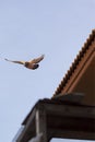 Flying homing pigeon bird at home loft