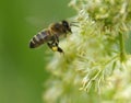 Flying honey bee Royalty Free Stock Photo