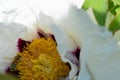 Flying honey bee and blooming Paeonia rockii