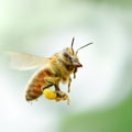 Flying honey bee Royalty Free Stock Photo