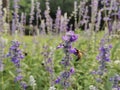 Flying honey bee collect pollen on purple violet flowers in garden. Bee help to pollinate purple yellow in nature.