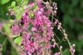 Flying honey bee collecting pollen at pink flower in blur background Royalty Free Stock Photo