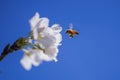 Flying honey bee collecting pollen at white flower. Bee flying over the spring flower on blue sky background. Abstract Royalty Free Stock Photo