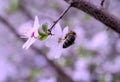 A flying honey bee collects pollen from apple blossoms