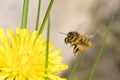 Flying honey bee Royalty Free Stock Photo