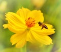 Flying Honey Bee,honeybee pollinated of yellow flower Royalty Free Stock Photo