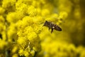 Flying Bee Collecting Pollen From Yellow Flowers