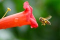 Flying honey bee near red flower liana Campsis