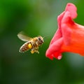 Flying honey bee near red flower liana Campsis