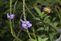 Flying Honey Bee