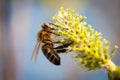 Flying honey bee on flower Royalty Free Stock Photo
