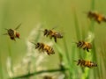 Flying honey bees returning to their hive.