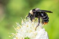 Flying honey bumblebee collecting bee pollen from onion flower. Bee collecting honey. Royalty Free Stock Photo