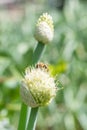 Flying honey bumblebee collecting bee pollen from onion flower. Bee collecting honey. Royalty Free Stock Photo