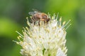 Flying honey bumblebee collecting bee pollen from onion flower. Bee collecting honey. Royalty Free Stock Photo