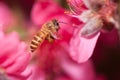 Flying honeybee Royalty Free Stock Photo