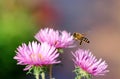 Flying honeybee Royalty Free Stock Photo