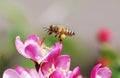 Flying honeybee Royalty Free Stock Photo