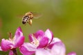 Flying honeybee Royalty Free Stock Photo