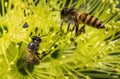Flying honeybee collecting pollen at yellow flower