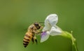 Flying honeybee on the grass flower