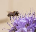 Flying Honeybee on a phacelia flower blossom Royalty Free Stock Photo
