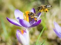 Flying honeybee pollinating a purple crocus flower