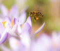 Flying honeybee pollinating a purple crocus flower