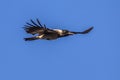 Flying Hooded crow with blue sky