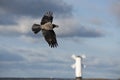 Flying hooded crow with a mussel shell