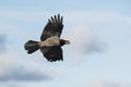 Flying hooded crow with a mussel shell