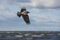 Flying hooded crow with a mussel shell