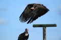Flying hooded vulture