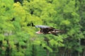 Flying hooded vulture