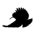 Flying Hoopoe Bird Upupa On a Side View Silhouette Found In Map Of Europa, Asia, and Africa. Good To Use For Element Print Book