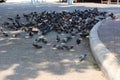 Flying hordes of bread eating Rock Doves or Pigeons Royalty Free Stock Photo