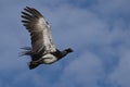 Horned Screamer, Cloud forest, Peru Royalty Free Stock Photo