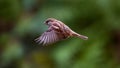 Flying House Sparrow