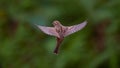 Flying House Sparrow