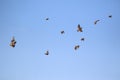 Flying house sparrows Royalty Free Stock Photo