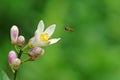 Flying Hover Fly Royalty Free Stock Photo